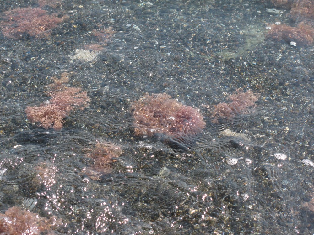 Морские актинии средиземное море в Турции